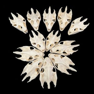 May include: Eleven off-white reptile skulls are arranged in a circular pattern against a black backdrop. Each skull has eye sockets and pointed features, creating a striking visual display. The skulls are likely from a lizard or similar species, presented in a unique arrangement.