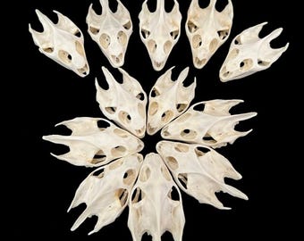 Vente en gros 1-10 pièces de vrais spécimens de crâne de tortue - Ostéologie naturelle pour l'éducation et la décoration