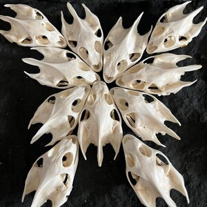 Wholesale 1-10 PCs Real Turtle Skull Specimen – Natural Osteology for Education & Decor