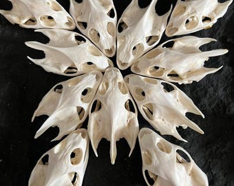 Venta al por mayor de 1 a 10 ejemplares de cráneos de tortuga reales: osteología natural para educación y decoración.