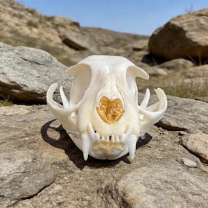 Real Bobcat Skull Taxidermy | North American Predator | Feline Osteology | Vulture Culture Oddities | Gothic Decor