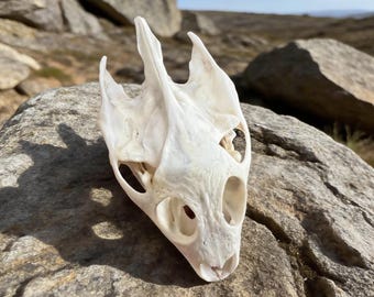 Real Turtle Skull - Ethical Taxidermy | Vulture Culture Oddities | Real Animal Bone | Curiosity Cabinet Specimen | Gothic Decor