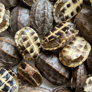 Ethically Sourced Mini Turtle Shell Natural Death Real Animal Bones Curio Cabinet Curiosity Collection Display