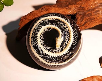 Real Snake Skeleton in Resin Dome, 90mm, Gothic Oddity & Dark Academia Decor