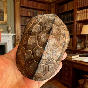 Ethically Sourced Turtle Shell Natural Death Real Animal Bones Curio Cabinet Curiosity Collection Display（10-12cm）