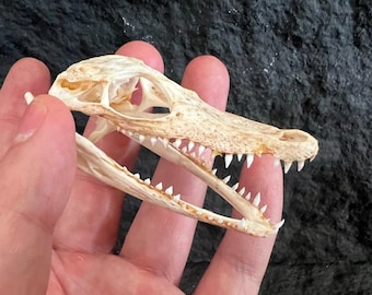 ロングノーズガー　Longnose gar　頭骨 A 即納 ☆ ロングノーズガー Longnose gar 頭骨☆ - 頭骨・骨格標本
