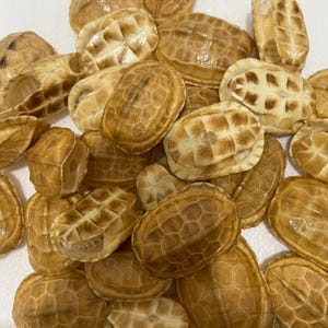 May include: A collection of small, intricately patterned turtle shells in varying shades of brown and tan. The shells have a textured, segmented appearance, with some showing the interior structure. The arrangement suggests a natural history or craft theme.
