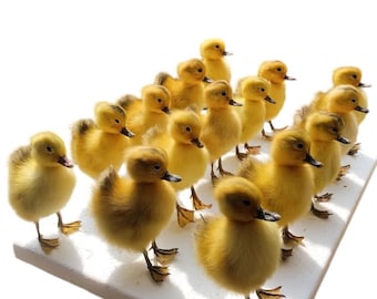 Ejemplar disecado de pato euroasiático para enseñanza/decoración/Hecho a mano