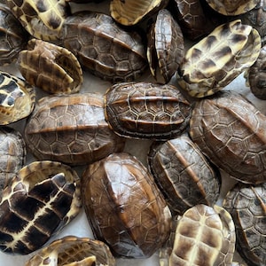 Ethically Sourced Mini Turtle Shell Natural Death Real Animal Bones Curio Cabinet Curiosity Collection Display