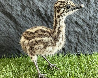 Esemplare imbalsamato di emù, tassidermia animale, decorazione per la casa, perfetto per collezionisti, regalo speciale e unico.