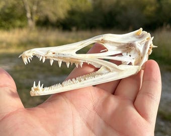 Real Eel Skull Specimen, 10-12cm Natural Taxidermy, Gothic Oddity Decor, Curiosity Cabinet, Macabre Collectible