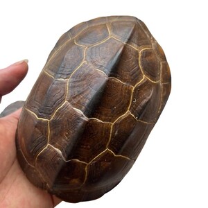 Ethically Sourced Large Turtle Shell Natural Death Real Animal Bones Curio Cabinet Curiosity Collection Display