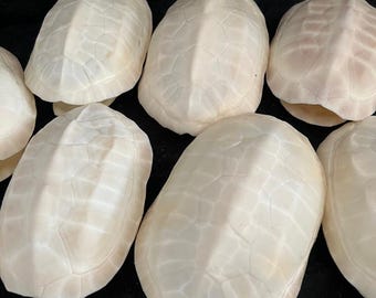 Real Turtle Shell Specimen, 12-14cm Bleached White, Oddity & Curiosity Cabinet Decor