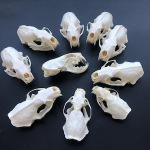 Wholesale 1-10 PCs Real Mink Skulls Specimen – Natural Osteology for Education & Decor