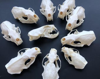 Groothandel 1-10 stuks echte nertsschedelsmonster – natuurlijke osteologie voor educatie en decoratie