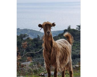 Long-Haired Goat Poster | Rolled Poster, Farm Animal Wall Art