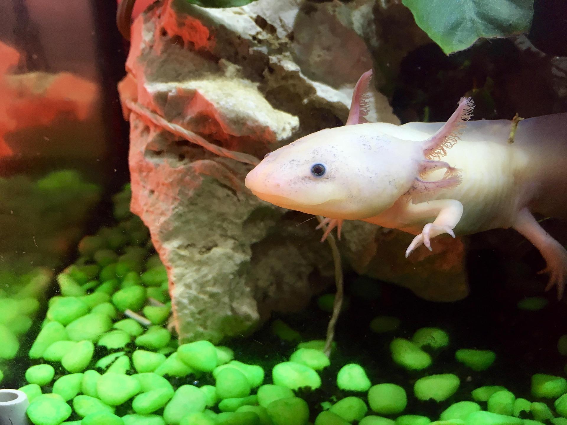 High Resolution Colourful Axolotl Themed Desktop, Mobile or Tablet ...
