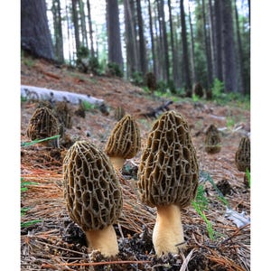 May include: A set of three ceramic mugs with a speckled, matte finish. The mugs are in shades of cream, light gray, and dark gray. Each mug has a simple, minimalist design and a rounded handle.