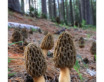 JUMBO WILD Morel Mushrooms, Whole (Dried) - Full 1 Pound
