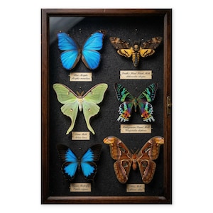 Lámina decorativa vintage para vitrina de mariposas / Arte mural de entomología / Polilla Morpho Luna azul (Descarga digital)