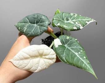 Zeldzame bonte alocasiaplant