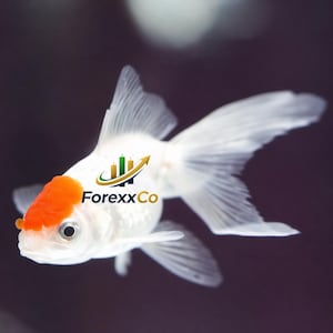 May include: A white goldfish with an orange head and delicate, translucent fins. The fish has a logo that says "ForexxCo" with a graphic of a rising arrow and bar chart. The background is a dark, blurred gradient.