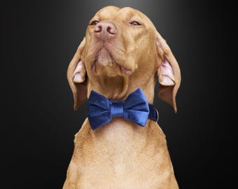 Collare regalo per papà di cani, collare in velluto personalizzato con nome dell'animale, collare di lusso personalizzato per cani