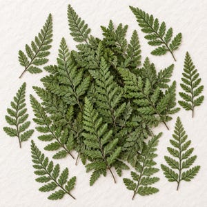 May include: A collection of dried fern fronds arranged in a cluster with several individual leaves surrounding the central group. Each fern leaf features a delicate, pinnate structure with a deep green color and visible veins on the foliage.