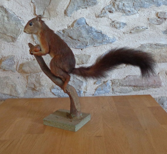 stuffed squirrel taxidermy