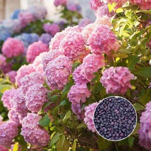 Blue Pink And Purple Hydrangea Seeds Multi Year Flowers Suitable For Gardens Cold Resistant Plant Seeds Suitable For Gardening Lovers