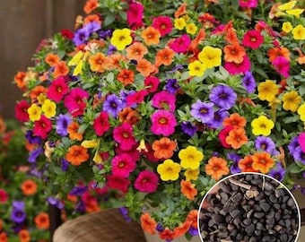 100 semi misti di Calibrachoa, semi di Million Bells, semi ornamentali perenni resistenti per giardino esterno, bonsai da cortile