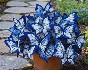 Butterfly Leaf Hosta Seeds-Unique ResemblingButterfly Wings-Shade-LovingPerennial for Garden Borders& Landscaping