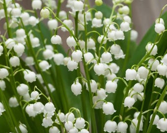 200 pièces Muguet à planter, plantes vivaces d'intérieur et d'extérieur
