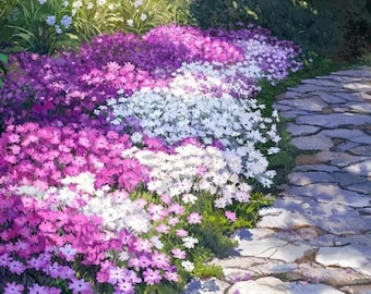 Moos Phlox Samen - 200 Stück Nicht-GMO kriechende mehrjährige Bodendecker Blume