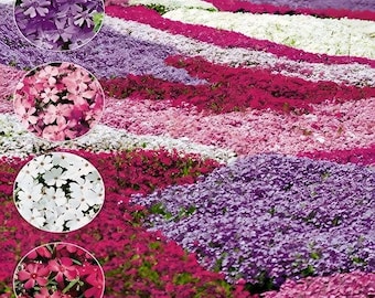 200 STÜCKE Phlox Subulata Samen - Rosa Lavendel Magenta Blüten Für Dense Rock Garden Einfassung und Charmante Bodenbedeckung