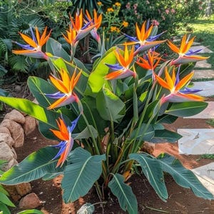 200 semi di Strelitzia reginae (Uccello del Paradiso), fiori tropicali facili da coltivare.