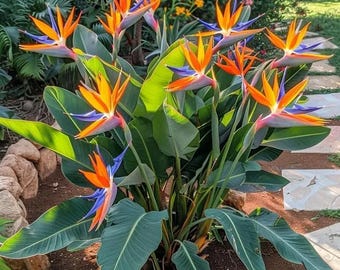200 Paradiesvogelblume (Strelitzia reginae), einfach Wachsende tropische Blumenblüte