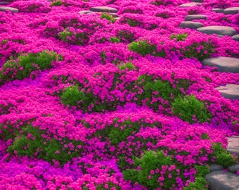 200 semillas de tomillo rastrero morado: cobertura vegetal perenne, flores tradicionales (Thymus serpyllum)
