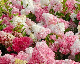 Más de 50 lilas - tipo bola de nieve gigante y variedad bonsái, arbusto, apto para jardines exteriores.