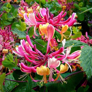 200 semi di caprifoglio – Fiori perenni rampicanti aromatici e resistenti