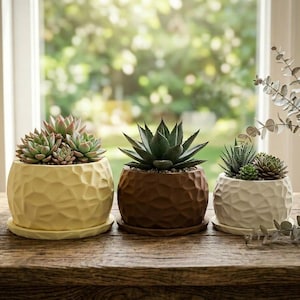 May include: Three decorative succulent plants in textured ceramic pots. The pots are in shades of yellow, brown, and off-white, each with a matching saucer. The plants sit on a wooden surface in front of a window.