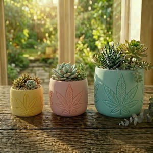May include: Three cylindrical ceramic planters in yellow, light pink, and light blue, each featuring an embossed cannabis leaf design. The planters contain various green succulents, including a zebra haworthia and echeveria varieties.