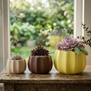 May include: Three scalloped ceramic planters in cream, dark brown, and yellow, each containing a succulent plant. The planters are arranged in a row on a wooden surface, with the smallest on the left and the largest on the right.