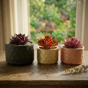 May include: Three small succulent plants in cylindrical pots with a raised hexagonal honeycomb pattern. The left pot is dark grey, the centre pot is metallic gold, and the right pot is copper. Each plant features thick, fleshy, colourful leaves.