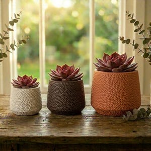 May include: Three succulent plants in textured ceramic pots. The pots are in white, dark brown, and orange, each with a unique pattern. The succulents have reddish-purple leaves. The arrangement is on a wooden surface near a window.