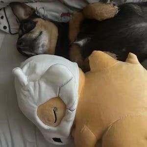 K&ouml;nnte beinhalten: Ein schlafender Hund mit schwarzem und braunem Fell liegt auf einem Bett, neben zwei Pl&uuml;schtieren. Das eine Spielzeug ist wei&szlig; mit einem maskenartigen Design, das andere hellorange.