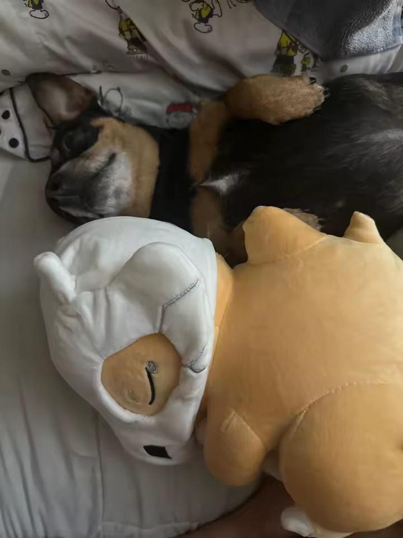 K&ouml;nnte beinhalten: Ein schlafender Hund mit schwarzem und braunem Fell liegt auf einem Bett, neben zwei Pl&uuml;schtieren. Das eine Spielzeug ist wei&szlig; mit einem maskenartigen Design, das andere hellorange.
