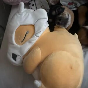 K&ouml;nnte beinhalten: Ein hellorangefarbenes und wei&szlig;es Cartoon-Charakter-Kissen liegt auf einem Bett. Ein schwarz-brauner Hund ist teilweise zu sehen und ruht seinen Kopf auf dem Kissen. Das Kissen hat ein Cartoon-Gesicht.