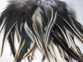 40 Loose Rooster Saddle Hackle Feathers - Badger (5 - 8 inches)