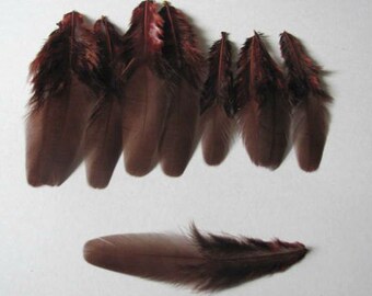 10 Hen Feathers - Brown